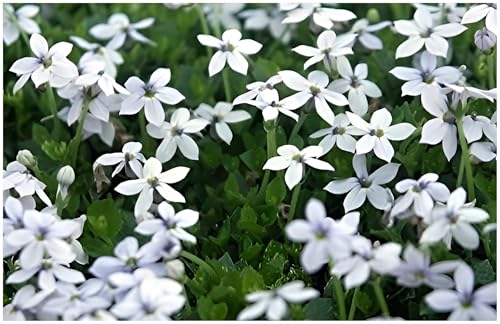 Stauden Gänge 10 x Isotoma fluviatilis 'White (Winterhart/Staude/Bodendecker/Mehrjährig/Stauden) Weißer Bubikopf/Gaudich - Dauerblüher - Ein Blütenmeer aus strahlendem Weiß - Rasenersatz