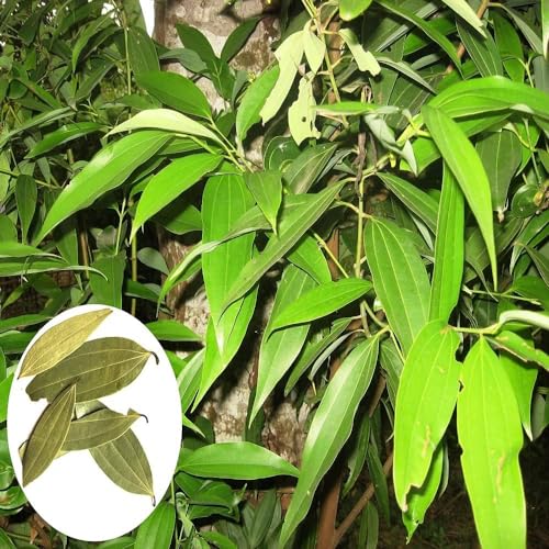 Tej Patta, Tamalpatra, Indian Bay Leaf Plant/size 18 to 24 Inches / 1 Healthy Spice Plant With Grow Bag