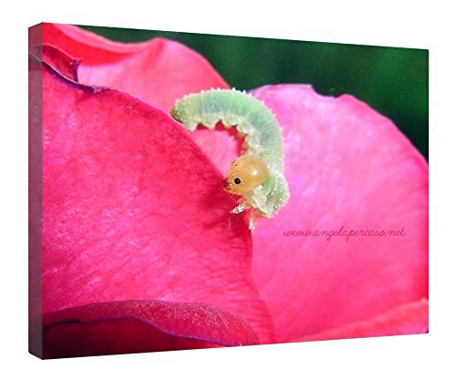 Impression sur toile Bruco Sulla Rosa de qualité supérieure sur bois