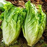 salat samen bio pflücksalat, alte gemüsesorten samen kopfsalat samen, wintergemüse...