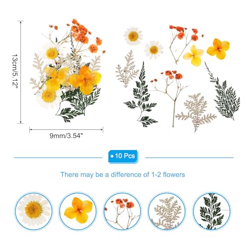 Flores prensadas secas naturales para manualidades naranja miniatura 2