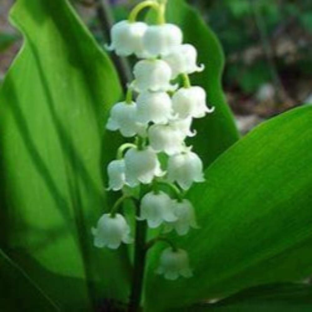 Lily of the Valley Pips