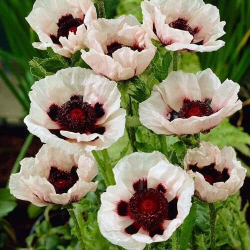 Poppy Checkers Oriental, 6 Hardy Perennial Plug Plants Amazon.co.uk