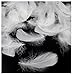 TommoT 300 Pcs 8-12cm Natural White Duck Feathers for Wedding Decorations or Dream Catcher Craft