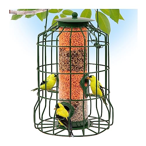 Top 10 Best Squirrel Proof Bird Feeders 2023 Reviews & FAQ