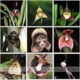 Seeds is the set RWS 100 graines avec 9 variétés orchidée visage de singe Visage de singe Rare Rare Dracula Simia Rare mixte: Seeds Only