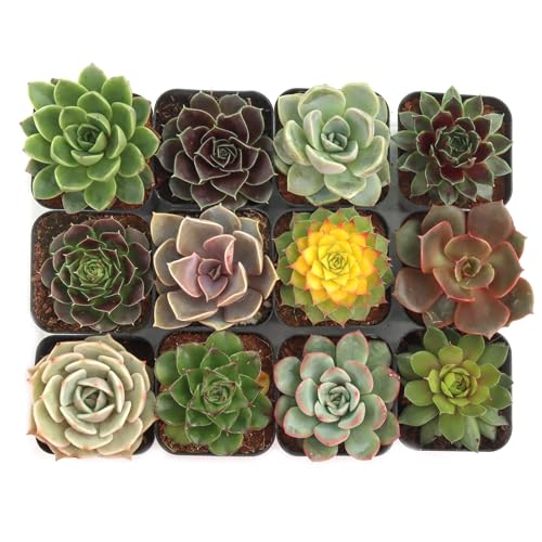 Mountain Crest Gardens Rosette Succulent Variety Pack – 12 Live Plants, Rooted in 2 Inch Pots – Real Succulents for Displays, DIY Arrangements & Gifts