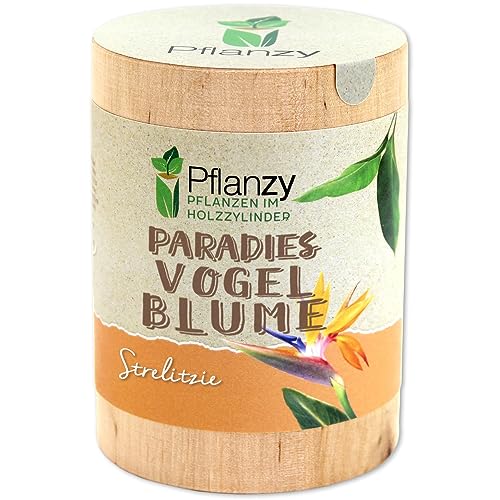 Feel Green Pflanzy Paradiesvogelblume, Nachhaltige Geschenkidee (100% Eco Friendly), Grow Your...