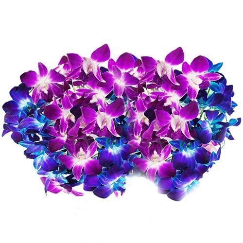 Farm-Fresh PRIME NEXT DAY DELIVERY -Orchids in Bulk: 40 Blue and Purple 