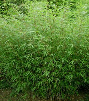 Fargesia 'Rufa' Sunset Glow Bamboo, Box Of 5 #1 Size Live Plants #TOP2