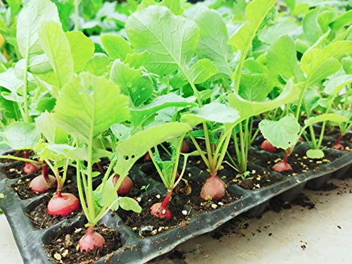 Gardzen 5-Set Seed Starter Tray Kits, Plant Germination Trays, Seed Starting Trays with Dome and Base (40-Cell Per Tray) - Image 6