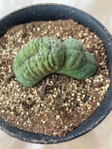 �I�x�T �ԉ� 3���T�C�Y