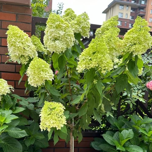Semi di ortensia a pannocchia, vecchie varietà Ortensia paniculata, esotici semi di arbusti decorazione da giardino 200pcs