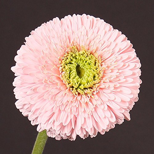 Graines de chrysanthème Graines de bonsaï Belles graines de fleurs Plante vivace pour jardin à domicile Graines de chrysanthème Gerbera Livraison gratuite Paquet de 500 graines