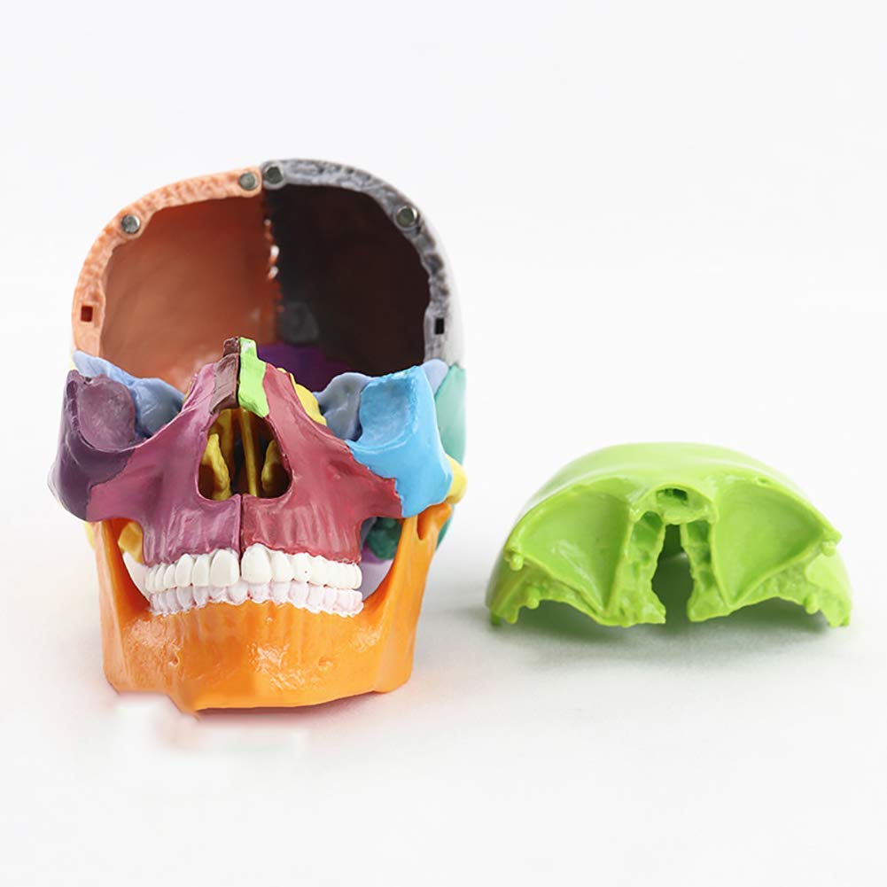 Modello educativo Dipinto Modello Testa Umana Modello Cranio Anatomia Modello anatomico scientifico per la Scienza Anatomica Modello di insegnamento