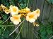 Rare YELLOW Hummingbird Trumpet Vine Seeds! HARDY! HummingBirds Love It!