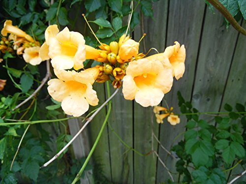 Rare YELLOW Hummingbird Trumpet Vine Seeds! HARDY! HummingBirds Love It!