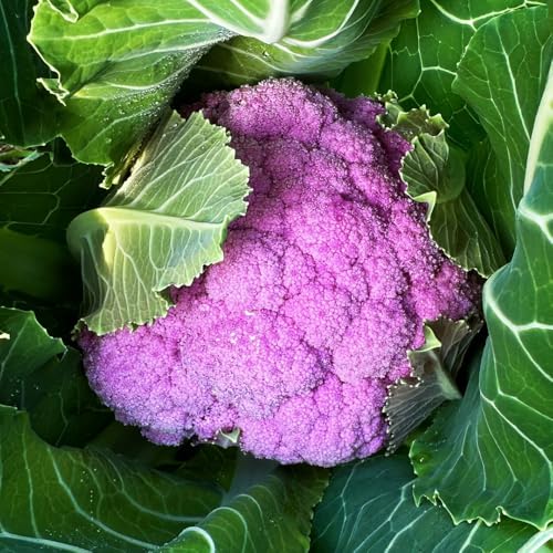 semillas de coliflor orgánicas - resistentes para balcones invernadero 55pcs