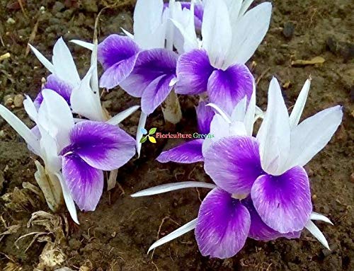 See full amazon price history chart for Floriculture Greens Kaempferia Rotunda Lily (Zingiberaceae) Flower Bulbs For Home Gardening Planting (Pack Of 4) Floriculture Greens Kaempferia Rotunda Lily (Zingiberaceae) Flower Bulbs For Home Gardening Planting (Pack Of 4) (B084RRWZ1C) Amazon Price History, Amazon Price Tracker
