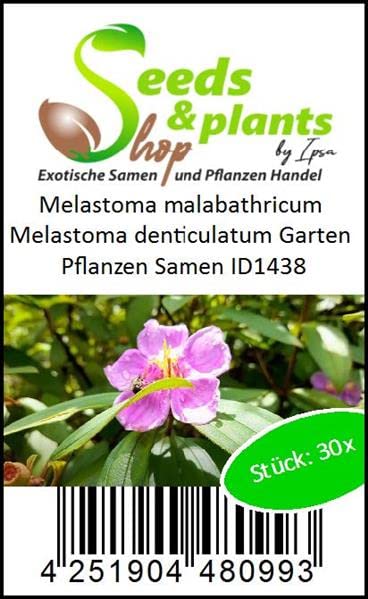 Stk - 30x Melastoma malabathricum Melastoma denticulatum Garten Pflanzen Samen ID1438 - Seeds Plants Shop Samenbank Pfullingen Patrik Ipsa - Image 5