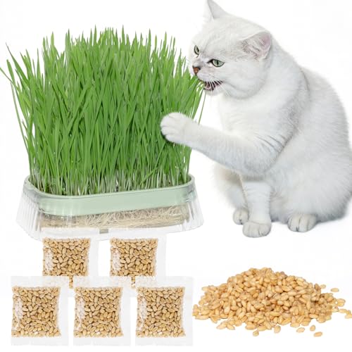 Cat Grass for Indoor Cats with 5Pack Non GMO Seeds Organic Grass Growing Kit Soil-Free Planter Perfect for Beginners Ideal Birthday Gift for Cat Lovers