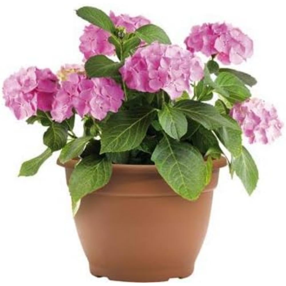 Green Path Plant, Terracotta, 30cm-8.6 Litre Pot
