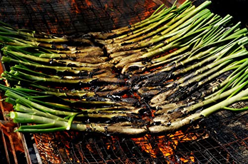 Miniatura 4 de 2xramas De Sarmiento Ideal Para Arroces, Paellas, Calçots Y Chuletitas De Cordero. 68l. Hecho En España. Leña De Vid 100 Natural