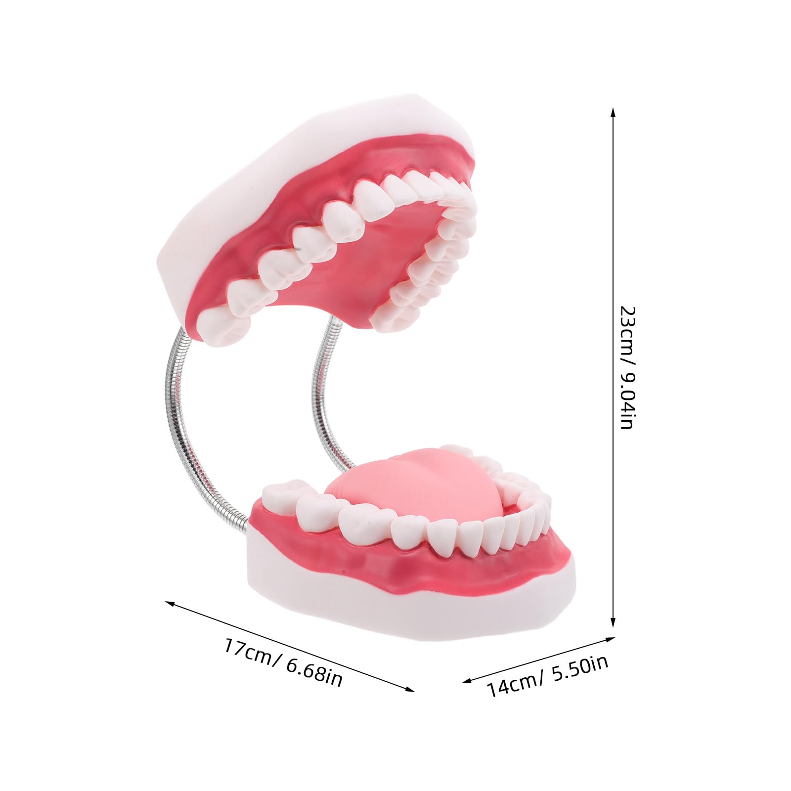 Ciieeo Modello di Protesi Dentaria Ortodontica per Insegnamento Modello di Denti per Studenti di Odontoiatria con Mascella Superiore e Inferiore Gengive e Lingua