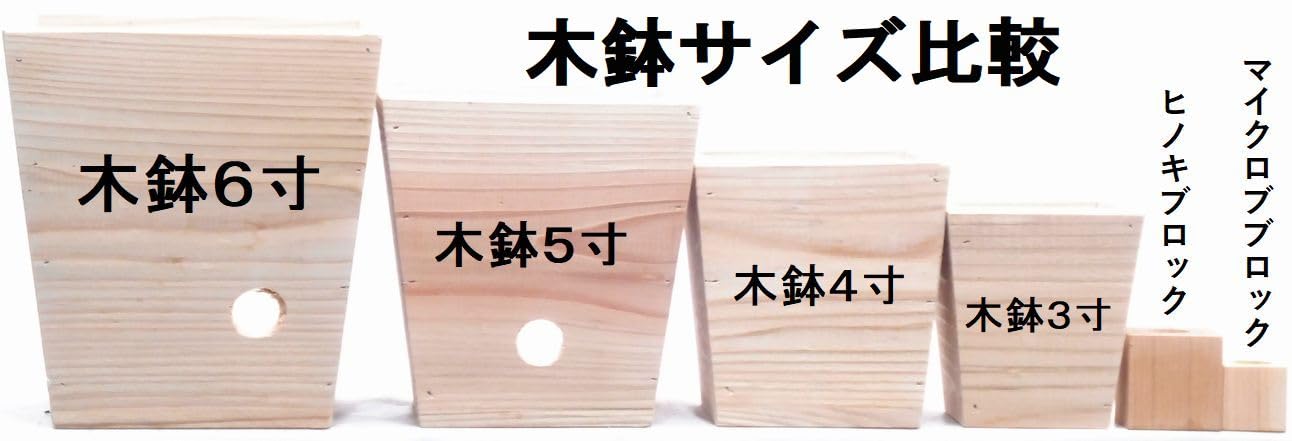 Amazon｜木鉢6寸コンシンネ朴｜観葉植物 オンライン通販