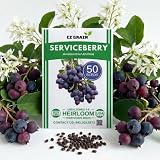 50 Saskatoon Serviceberry Seeds for Planting - Amelanchier alnifolia Hardy Edible Berry Shrub – Cold Hardy Native Fruit Seeds with White Spring Flowers and Brilliant Fall Color (50 Seeds)