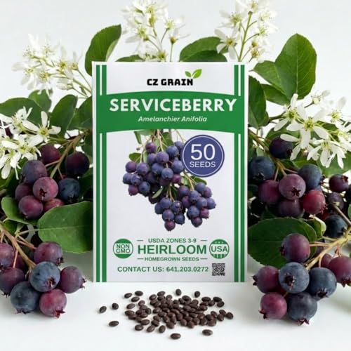 50 Saskatoon Serviceberry Seeds for Planting - Amelanchier alnifolia Hardy