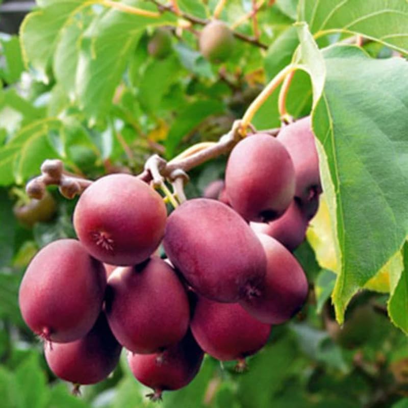 Hardy Kiwi Plant Live, Cold-Hardy Kiwi Berry Vines, Well-Rooted Starter Plant for Outdoor Growing, 5-9" Tall