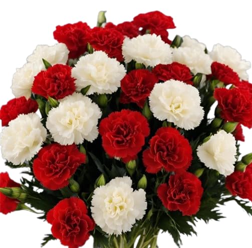 KaBloom - 12 Red And White Carnation Without Vase - Fresh Flowers for Birthday, Valentine's & Mother's Day