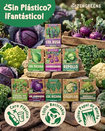 Miniatura 4 de Zengreens - Semillas Ecológicas De Col Rizada Otoño De Westland - Semillas De Hortalizas Fáciles De Cultivar En El Jardín, El Balcón O El Huerto Urbano - Kale