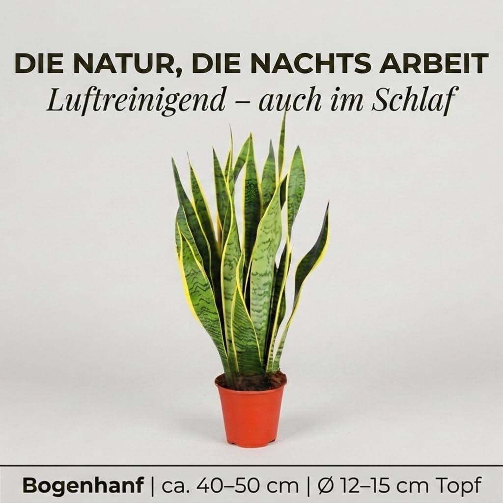 Bogenhanf | 2er-Set | Sansevieria laurentii | ca. 40-50 cm | ø 12-15 cm Topf | Pflegeleichte Zimmerpflanzen für Wohnung und Büro | Qualität vom Pflanzen Profi | Ideale Raumbegrünung