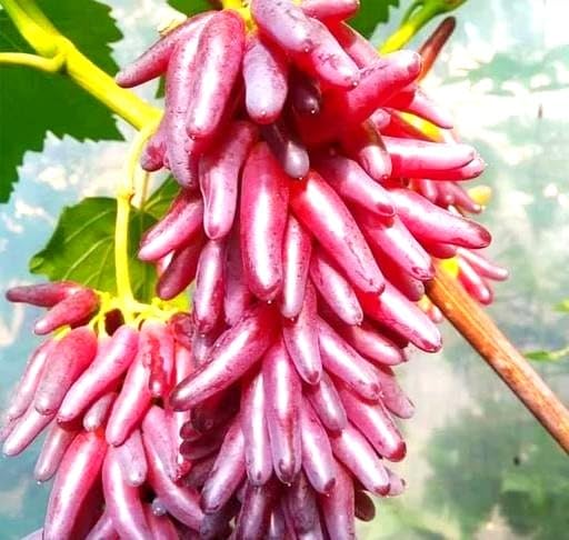 Image of GreenWorld Special Variety, Sweet Long Finger Red Grape,Lal Angoor Live Plant Hybrid Big Size, (Fruit After 1 Year)