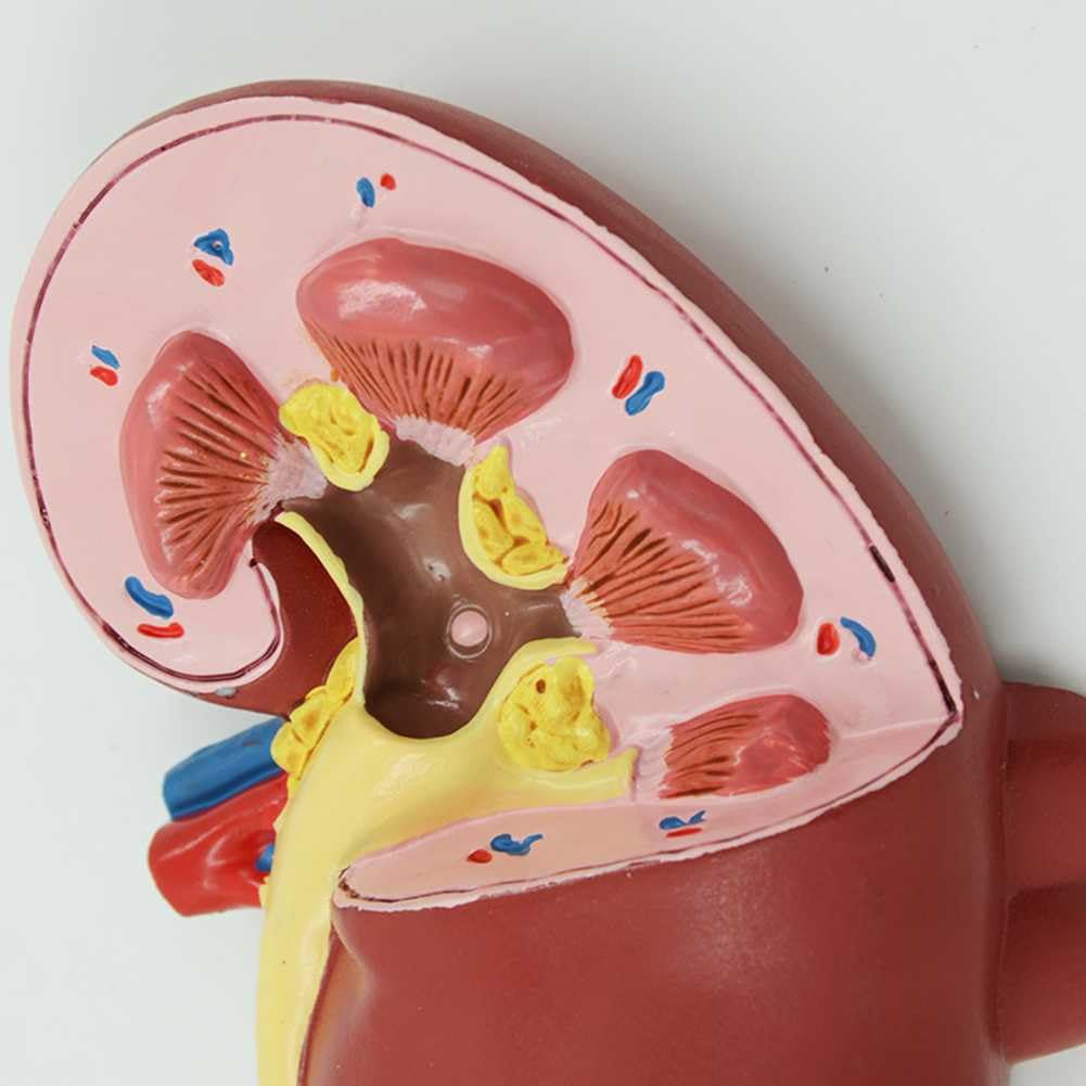 Model Nerki Z 2 Odłączanymi Częściami I 24 Cyfrowymi Etykietami Oraz Instrukcjami Anatomicznymi Dotyczącymi Ułożenia, Pozwalającymi Zrozumieć Strukturę Ludzkiej Nerki