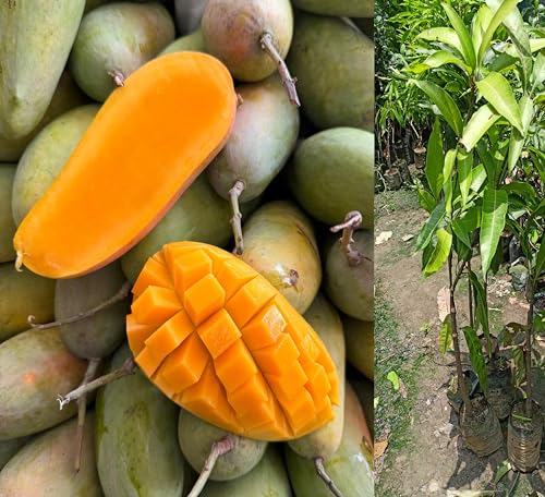 Image of Fast-Growing Thai Mahachanok Mango Plant - Enjoy Fresh Mangoes In No Time Fruit After 1.5-2 Years Hybrid 1 Healthy Live Plant (Grafted Plant, 2-3 Feet Height) PB 28