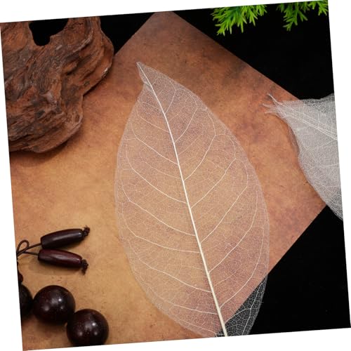 Healifty hojas secas naturales para manualidades, 100 pcs miniatura 4