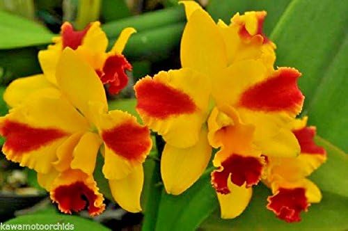 Pot. Roy's Magic 'Carmela' Easy to Grow Cattleya! Super Color! Fragrant!