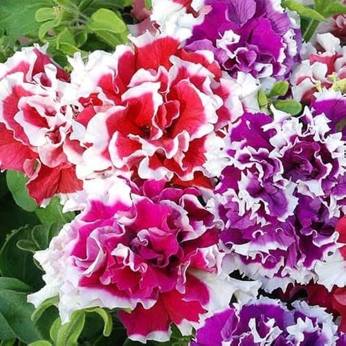 300+ Double Petunia Seeds for Planting Dwarf Wave Petunia Flower Non-GMO Heirloom Seeds for Home Garden - Thumbnail 3