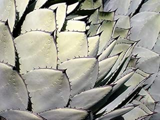 Seeds Artichoke Agave Parry's Huachuca Parryi Huachucensis Succulent Cactus get 5 Seeds #SFB01YN - coolthings.us