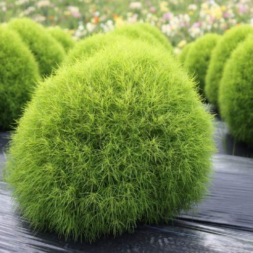 Image of Kochia Hybrid Seeds Flower | Kochia Green Color Hybrid Flower Seeds For Summer Season pack of 50 seeds