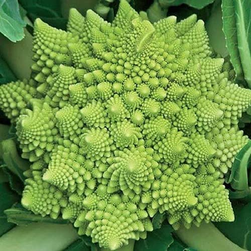 F1 Romanesco Broccoli Seed (B09GPCK5P7) Amazon Price History, Amazon Price Tracker