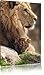 Produktbild Löwe mit Baby Format: 120x80 auf Leinwand, XXL riesige Bilder fertig gerahmt mit Keilrahmen, Kunstdruck auf Wandbild mit Rahmen, günstiger als Gemälde oder Ölbild, kein Poster oder Plakat