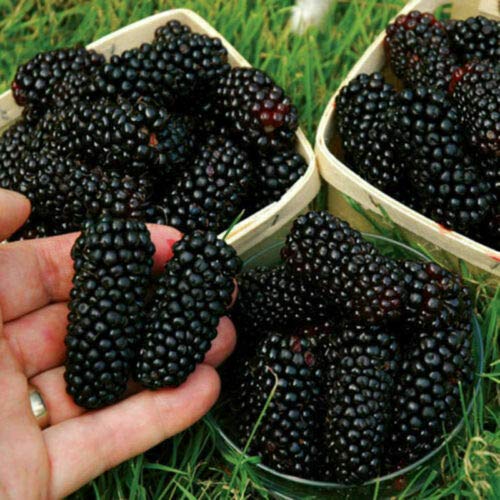 LGKO Sweet Black Berry PCS Giant Blackberries Heirloom 100Pcs/Lot - Ship from US