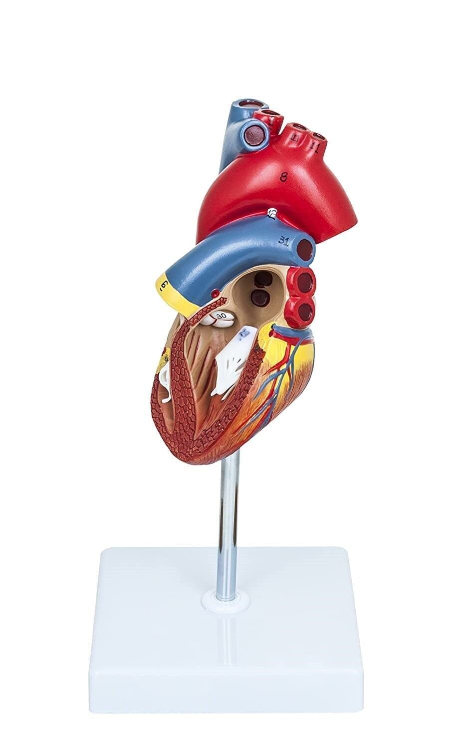 SAINI_MEDICOS Modello Anatomico Cuore Umano, 2 Parti, Dimensioni Naturali Deluxe, Mostra Quattro Camere