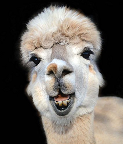 Radiant: Farm Animals Up Close And Personal (Farm Animal Photography Book) #TOP4