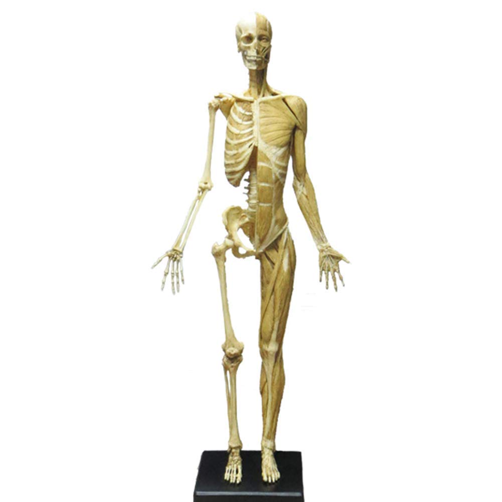 Modèle D'anatomie Squelette Diagramme D'anatomie du Muscle Humain Dessin De L'Artiste Référence D'anatomie 23,6 Pouces / 60 Cm