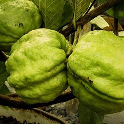 See full amazon price history chart for Mphmi Plants Guava plant Seedless(Grafted) - Fruit Plants & Tree Outdoor Living Indoor Plants Mphmi Plants Guava plant Seedless(Grafted) - Fruit Plants & Tree Outdoor Living Indoor Plants (B0918XGGBJ) Amazon Price History, Amazon Price Tracker